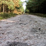 0309F 43 Sand und Heide bei Eschede